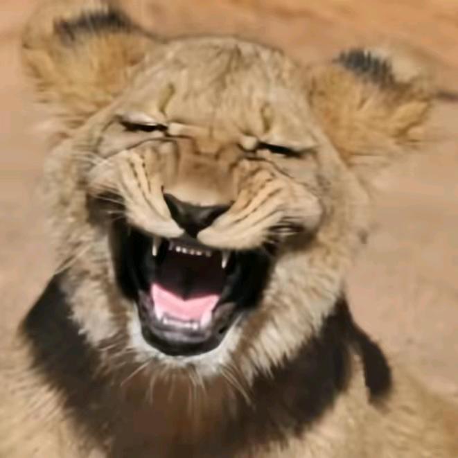 我就变成那晚风