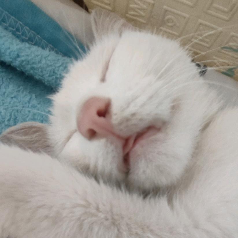 蘭 （拒同价 别连赞我