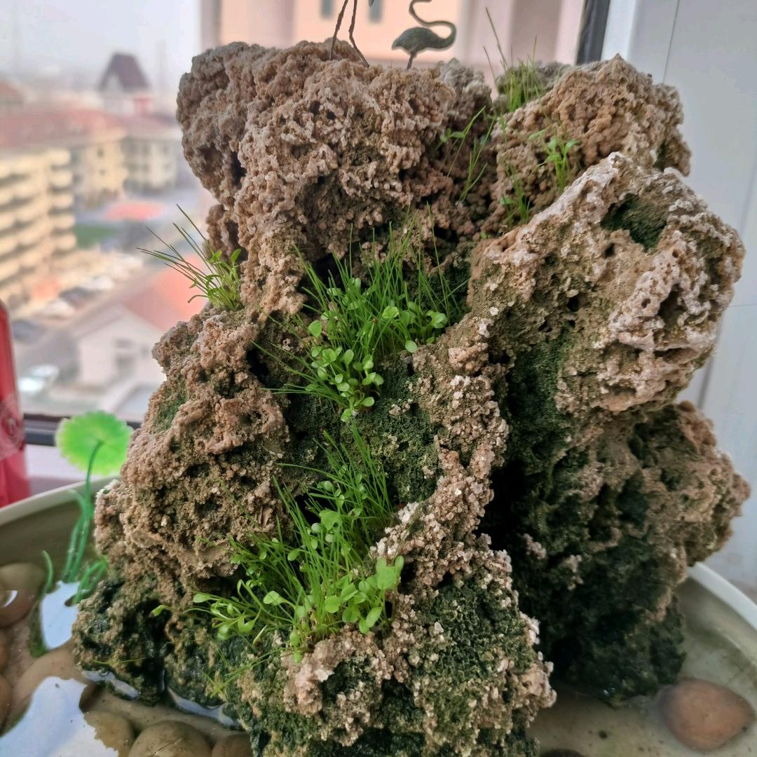心若芷水
