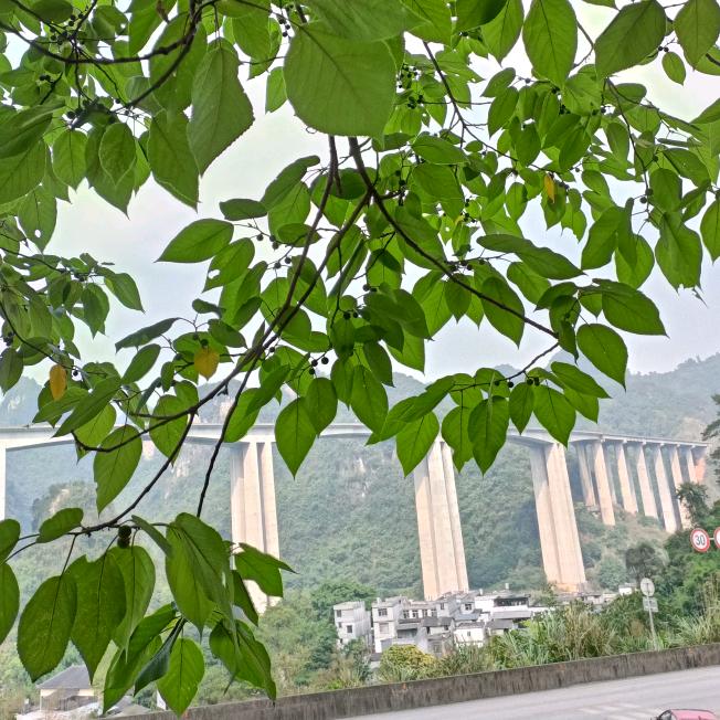 土豆丝