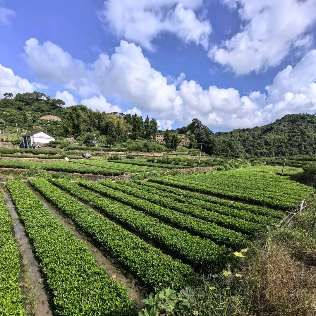 福鼎市贯岭优质黄栀子苗