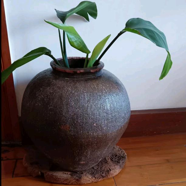 大倩倩
