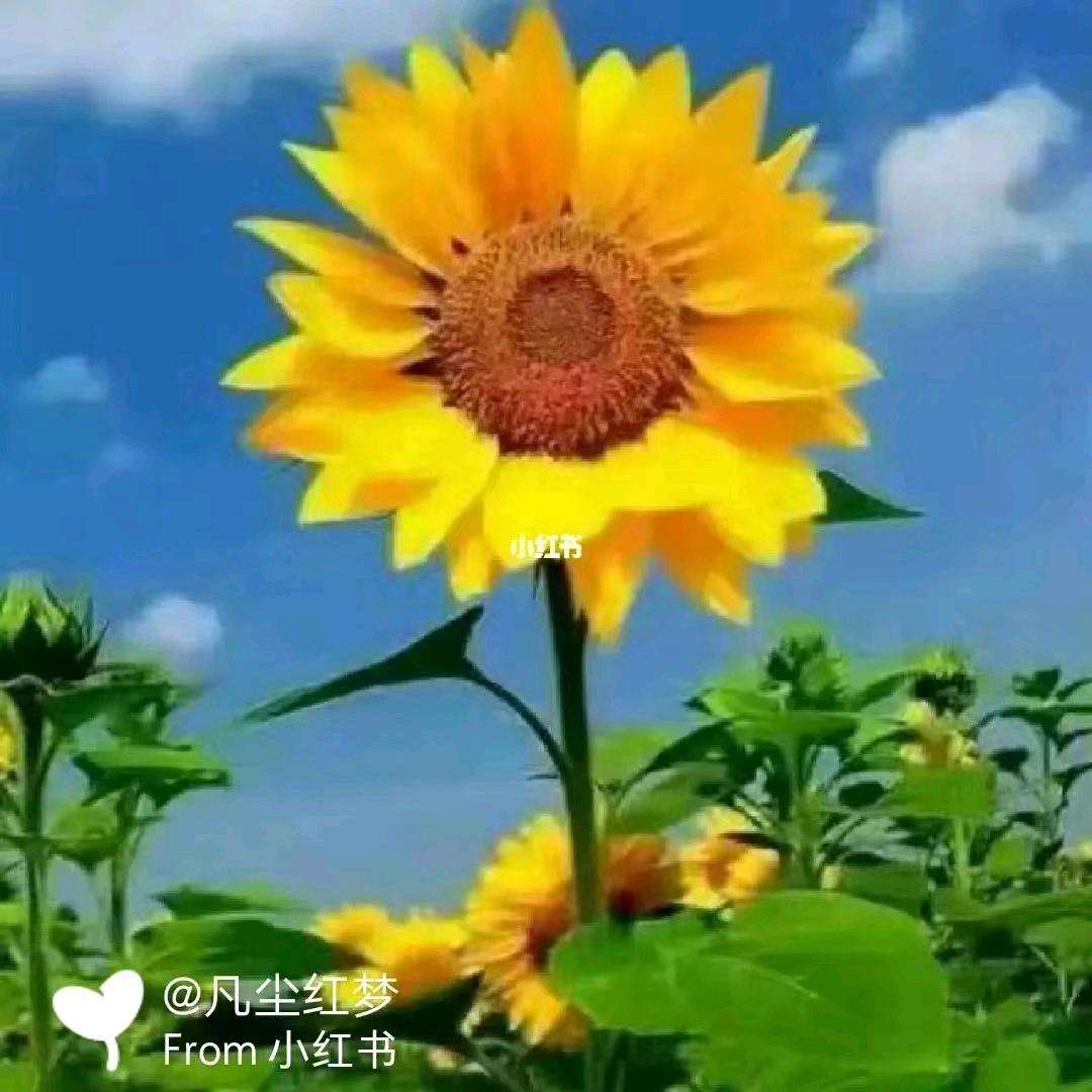 从今往后我要做个坚强的人
