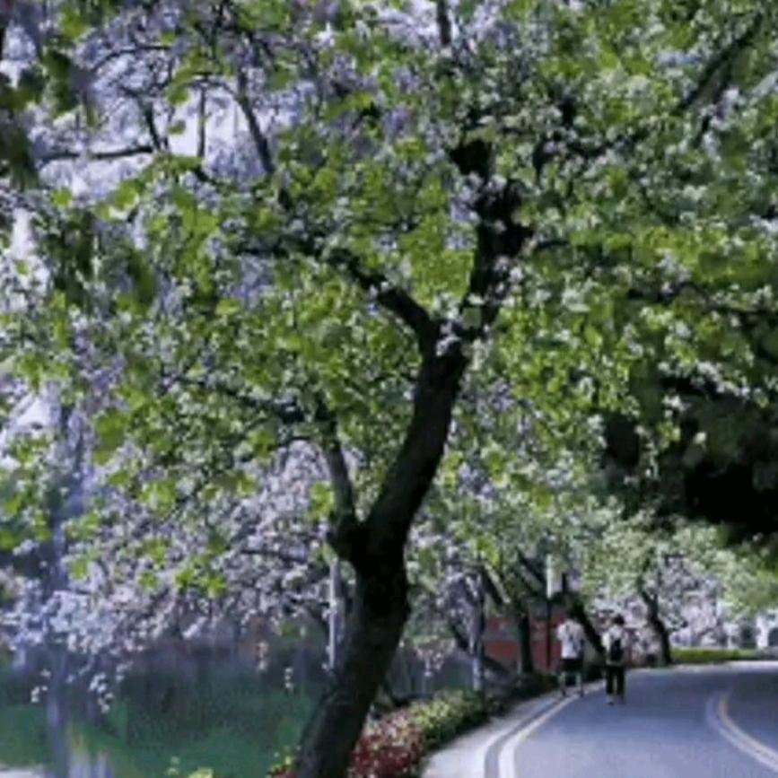 平安.