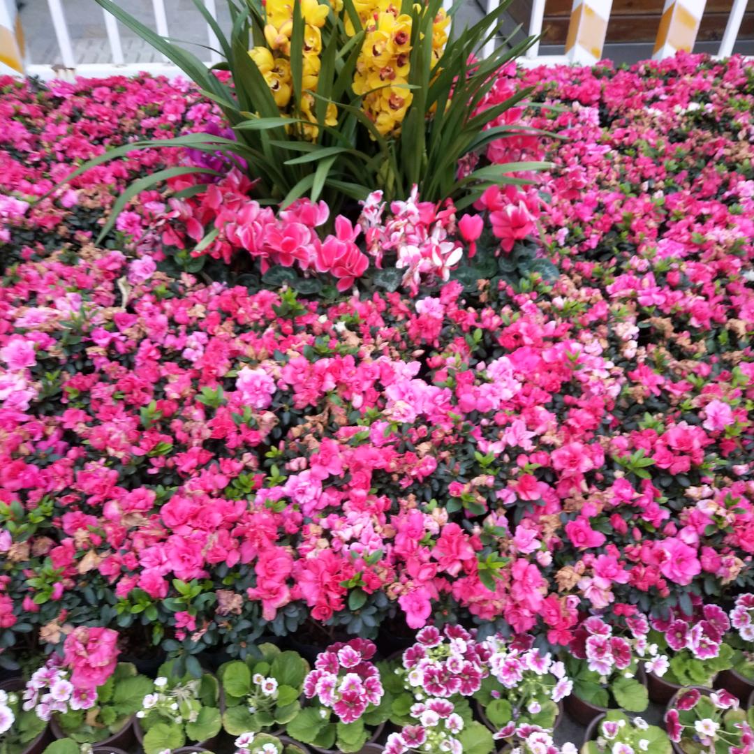 我的未来不是梦