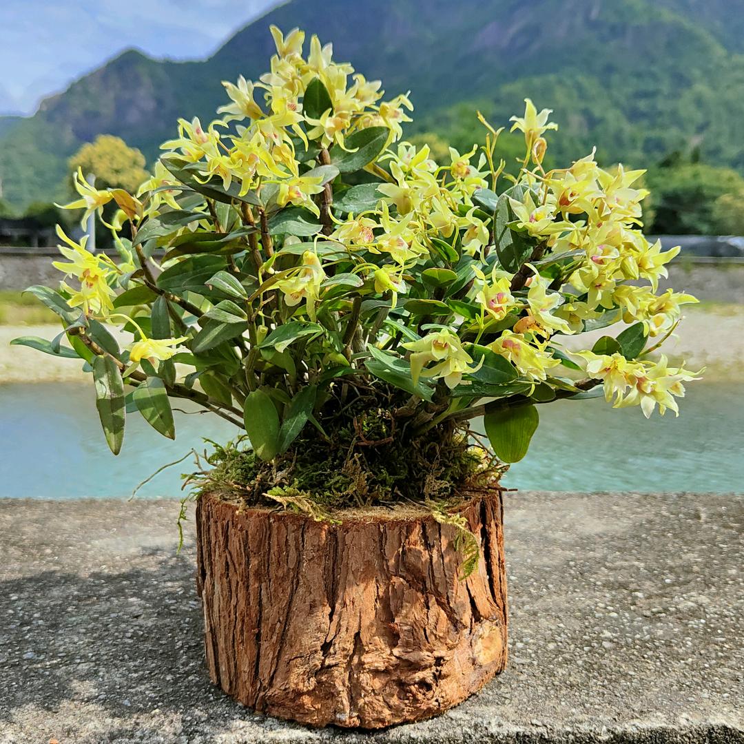 斛森堂（铁皮石斛）种植场