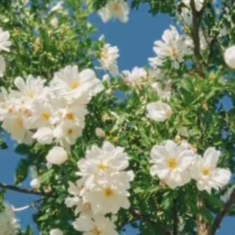 玲儿┗︎|∵︎|┓︎♪︎┏︎|∵︎|┛︎