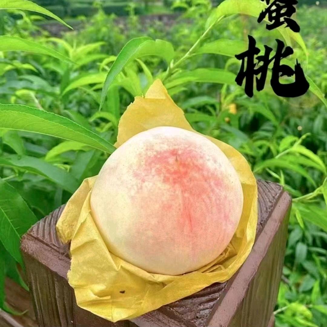 cc水蜜桃