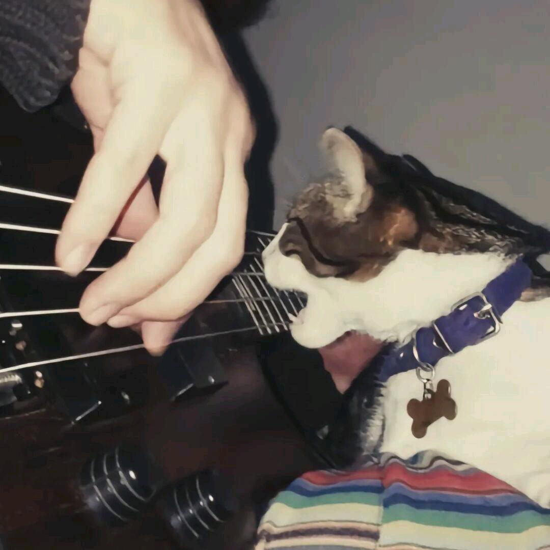 木树