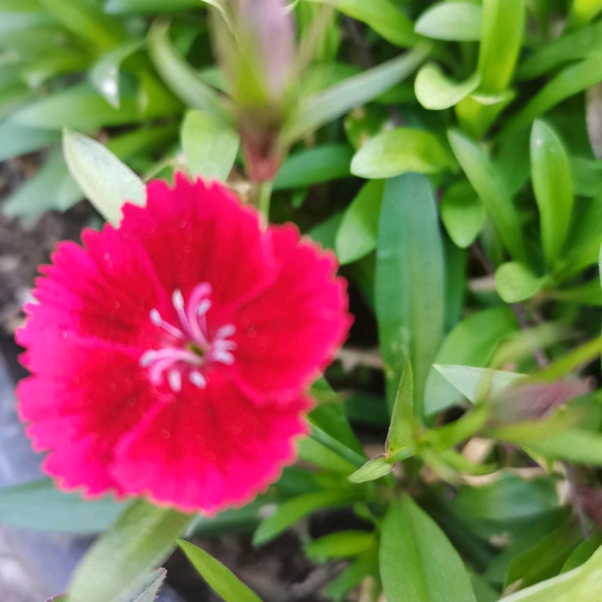 花开一夏🌹🌹