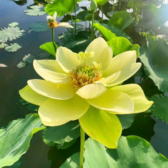 陌上花开♛