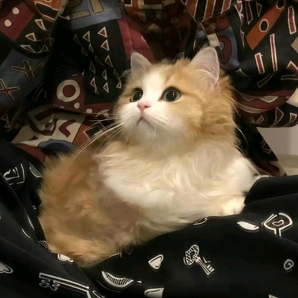 暮玖烟