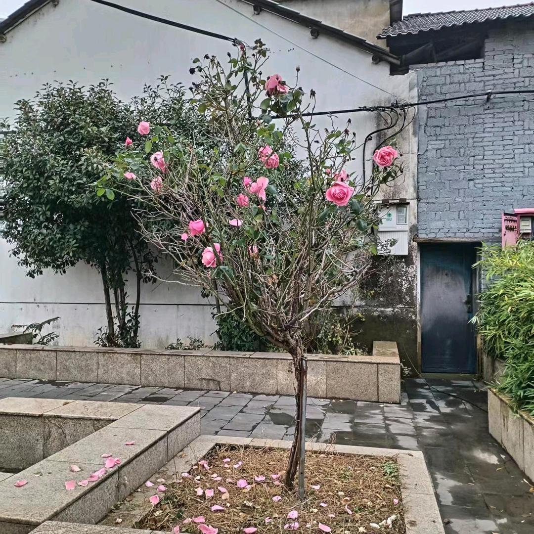 善上若水-