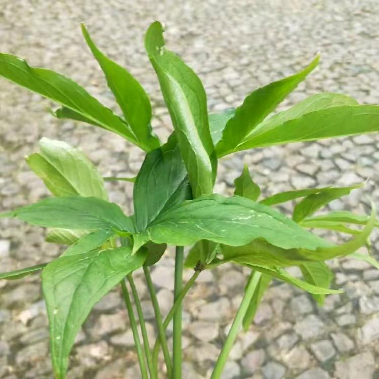 人生若只如初见