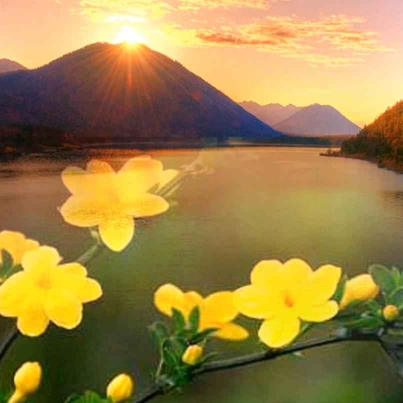 迎春花