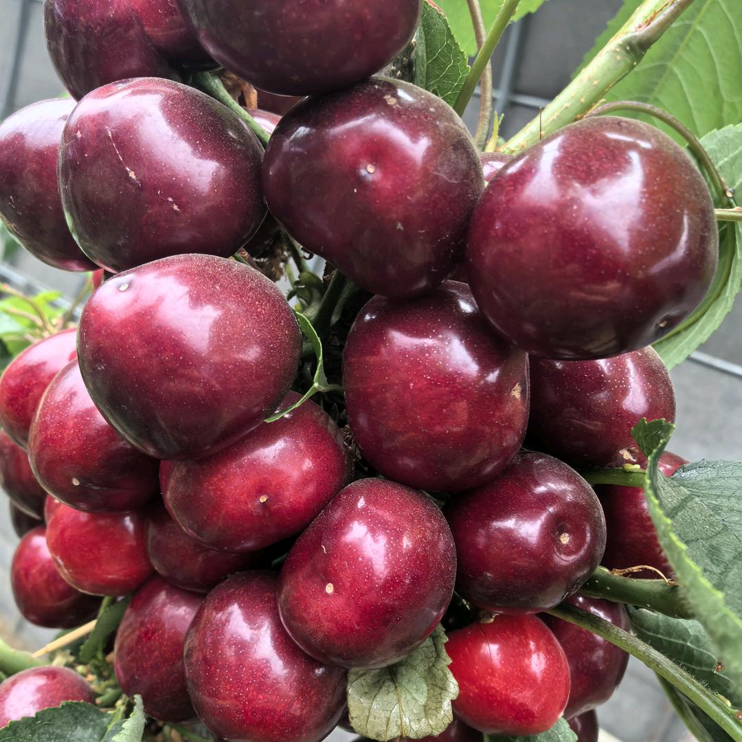 泰安勇祥农业科技有限公司