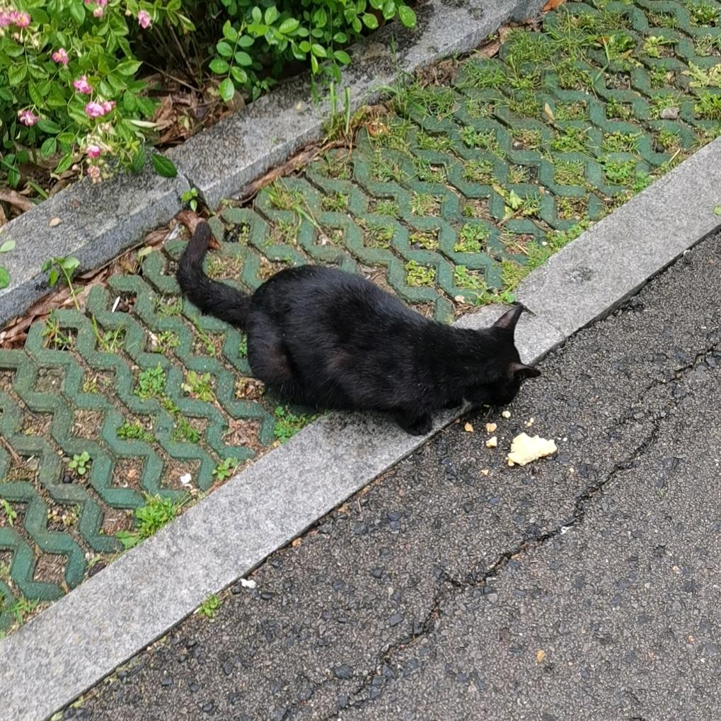 小周：总有刁民想害朕