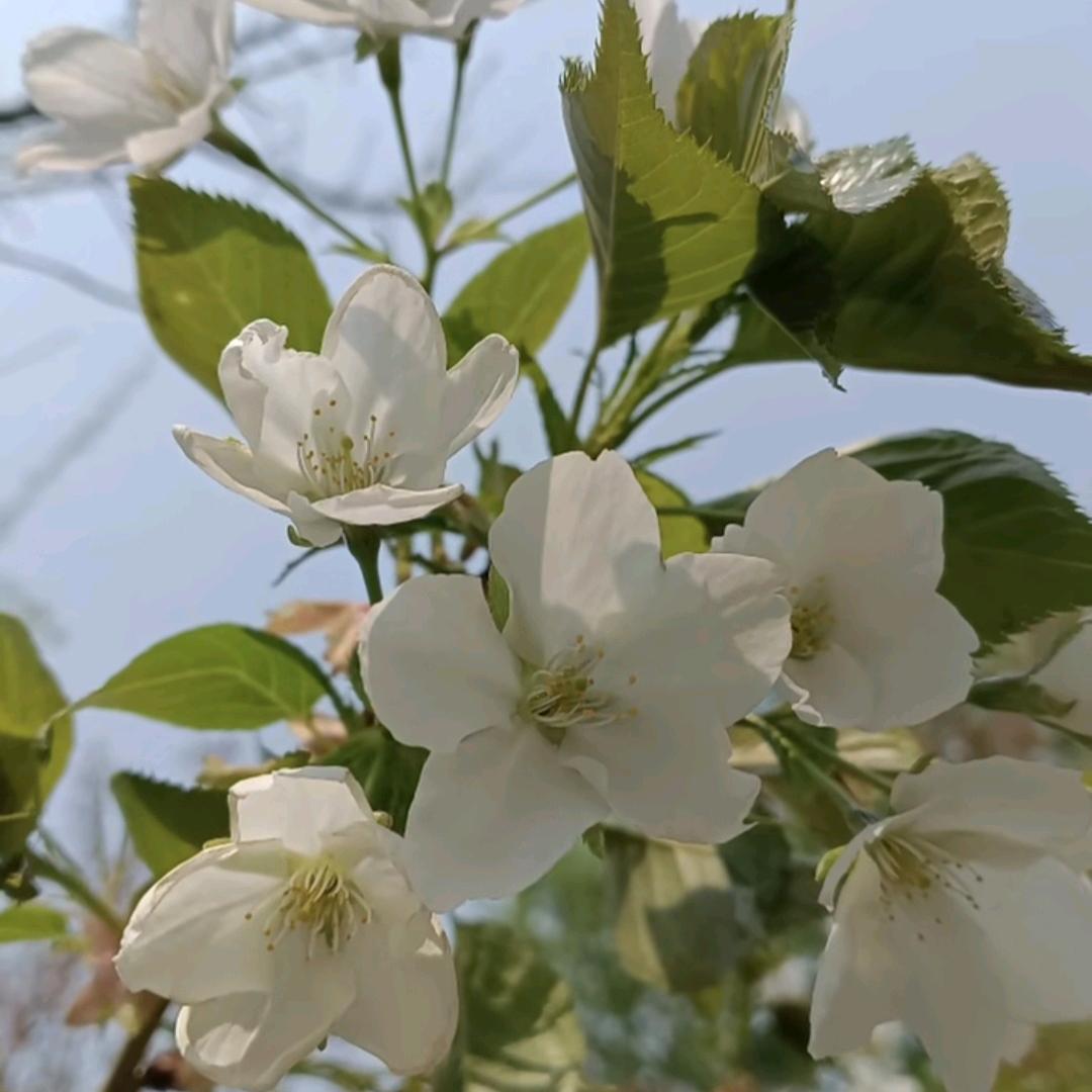 爱养花🌸