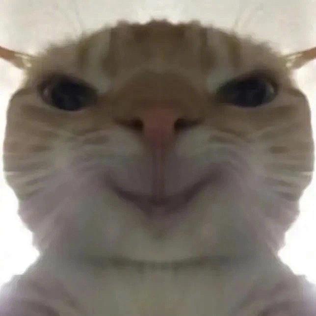 meme猫儿