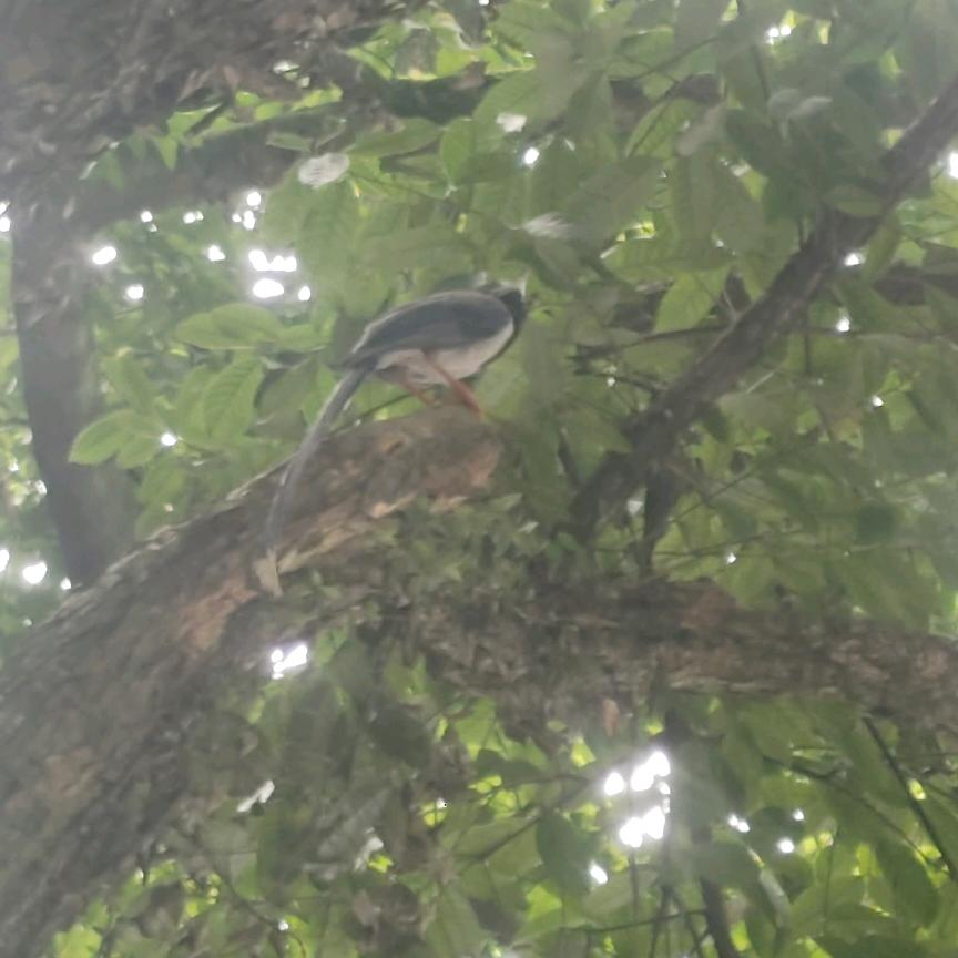 小核桃百宝箱