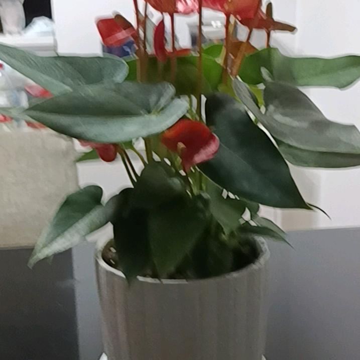 白桦树