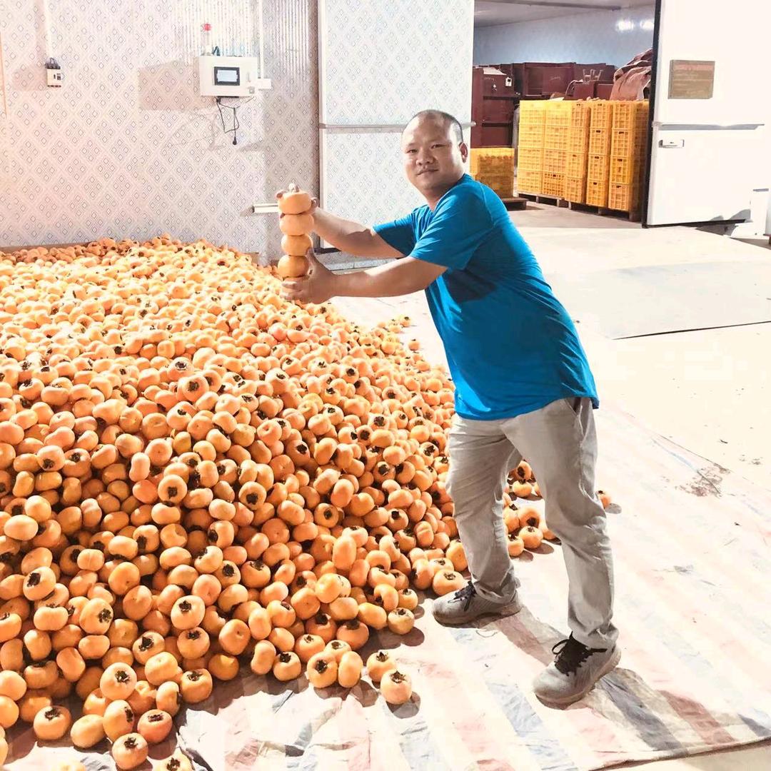 铁耀果业脆柿子加工厂（专业代收柿子）