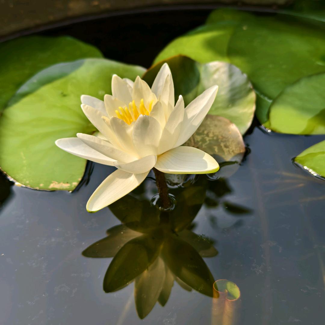 好运来〃'▽'〃