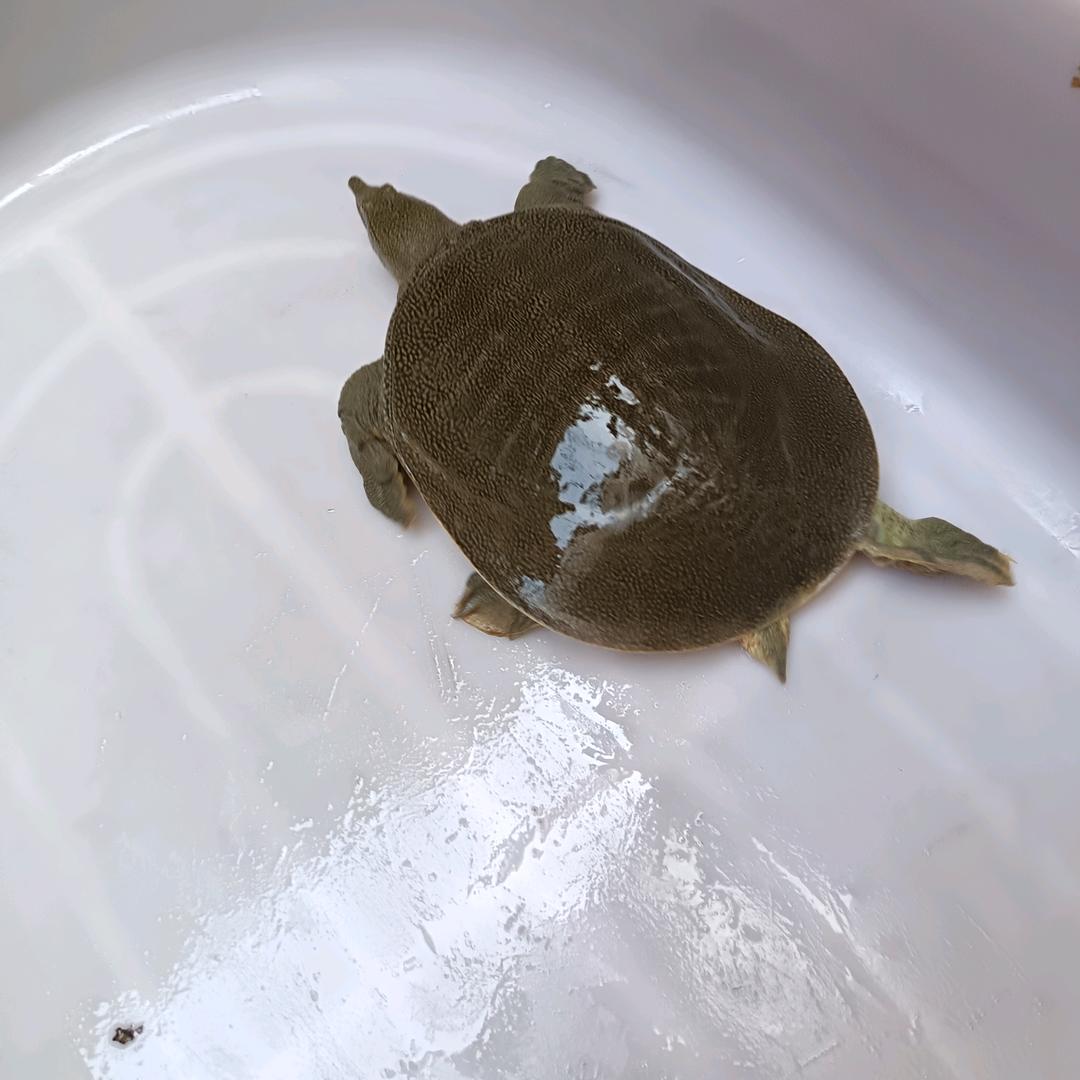 虎哥甲鱼