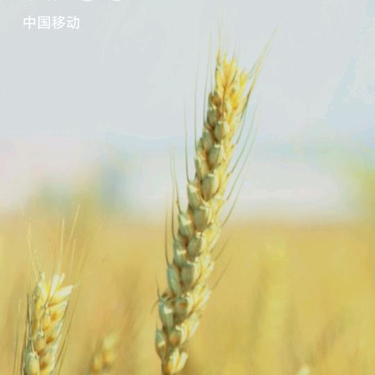 👑✨水果one✨👑