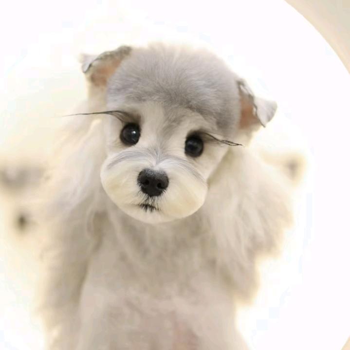 一个被钓鱼和逆水寒耽误的宠物博主