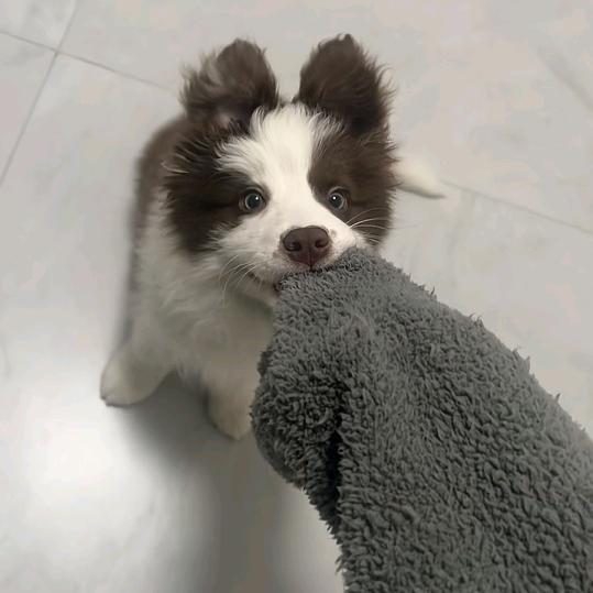 🐾圆外