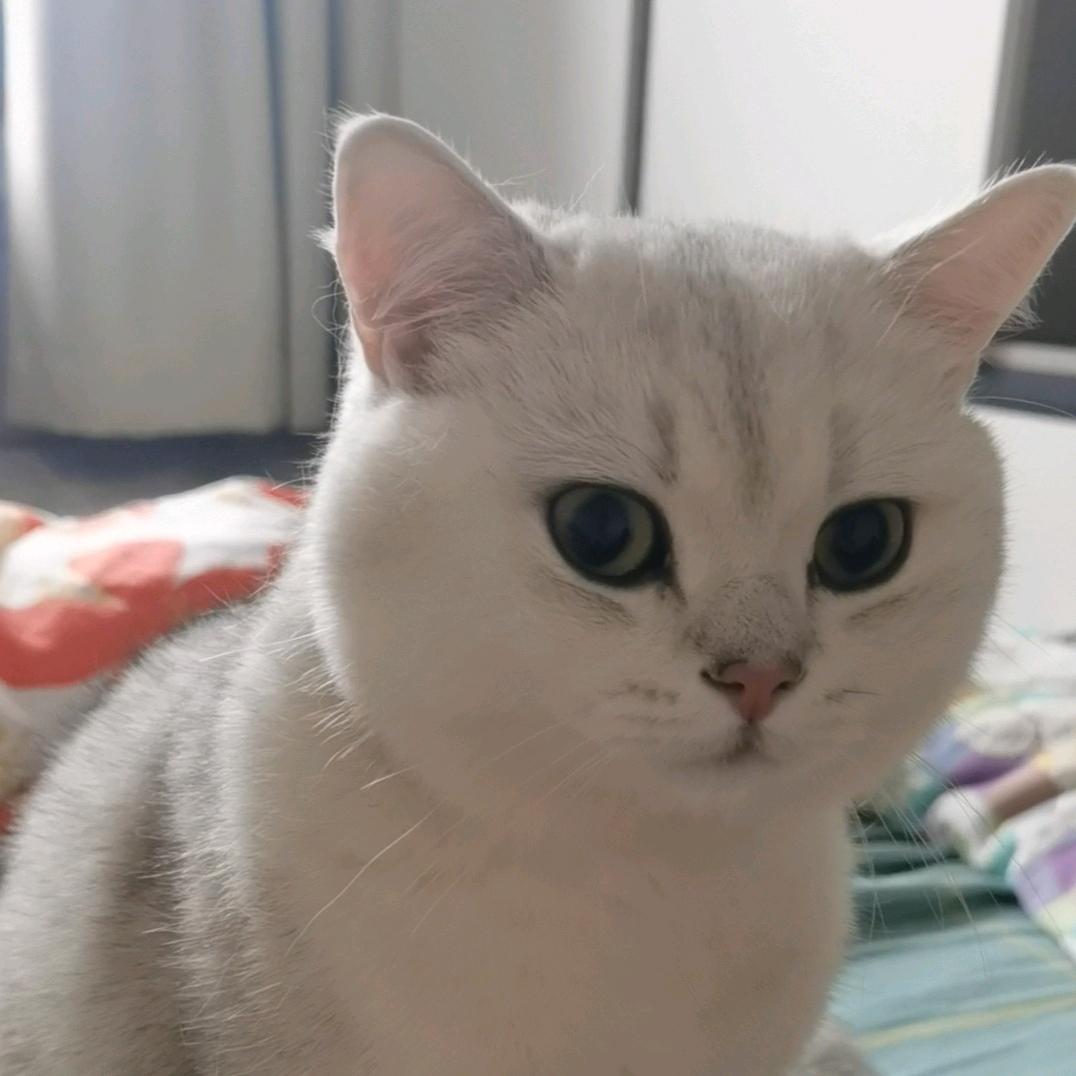 胖胖是只猫(银渐层)