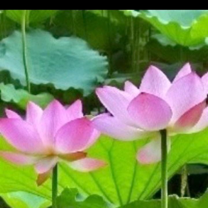 顺安慧笑姐🍊❤️☀️☁🌷🌹头像