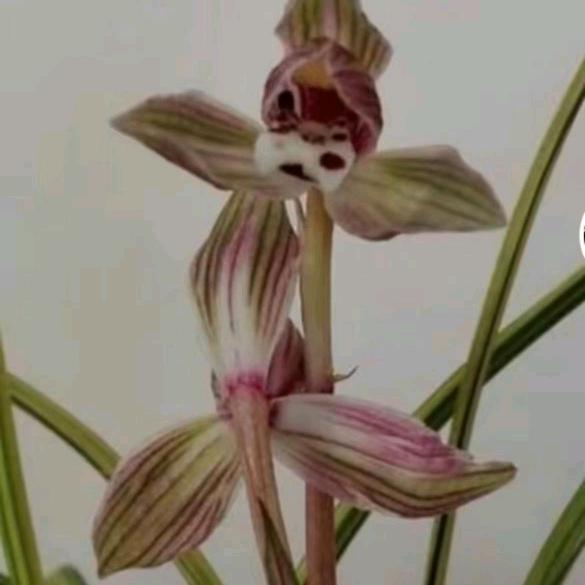 琨叔（我姓李）