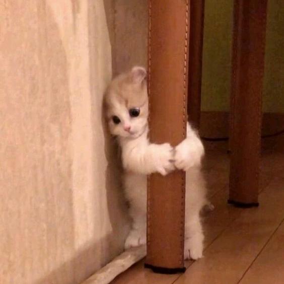 可苦可乐