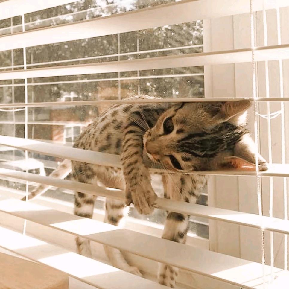 呼噜噜🐾