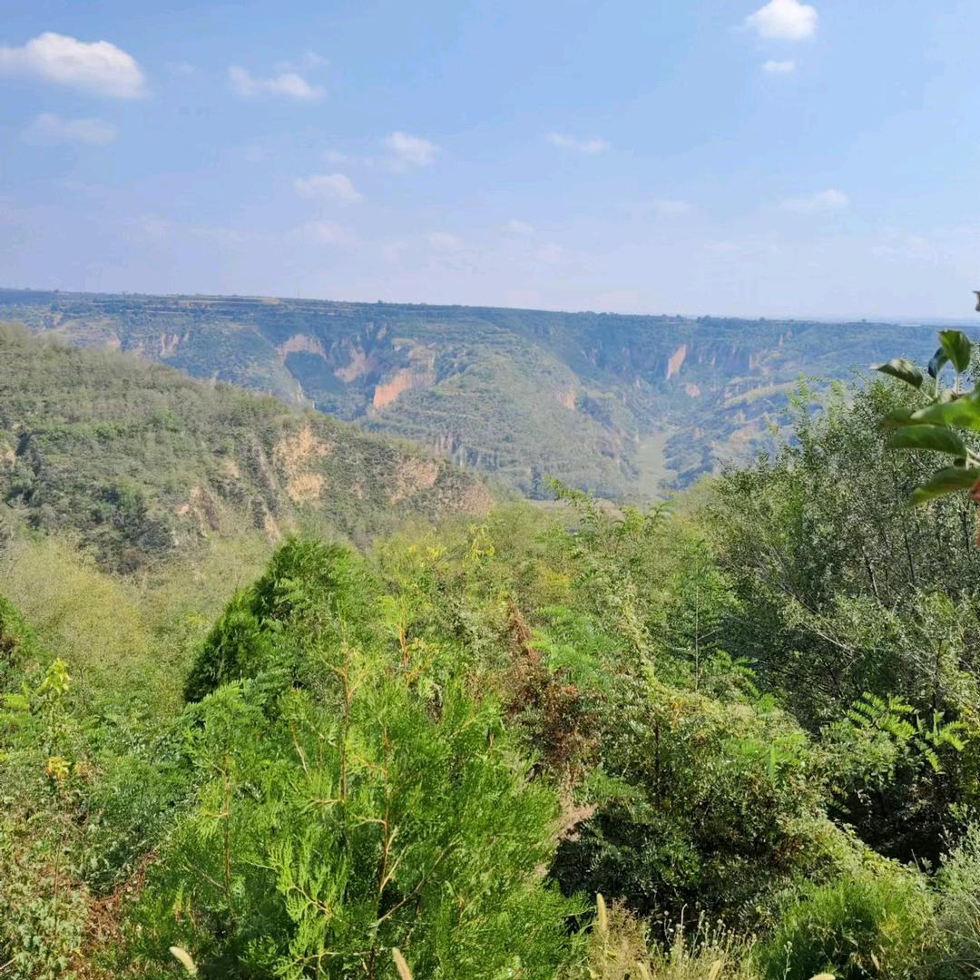 🐅铜川雨泽🐅