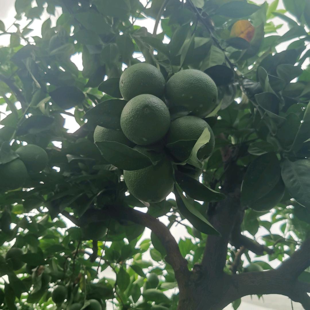 橙乡老班长（缘份）