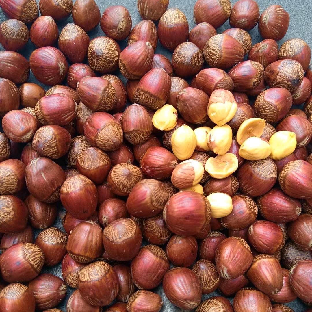 开原象牙山榛旺大果榛子