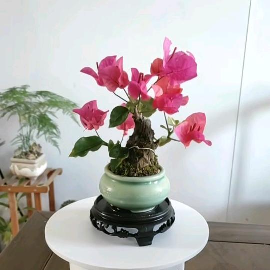 吴家忠仔