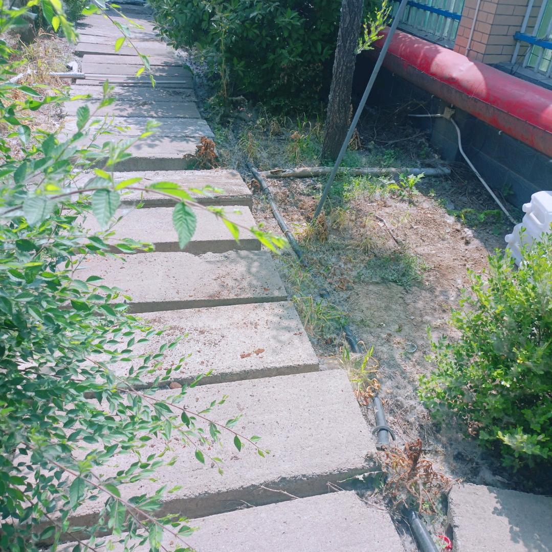 河边草