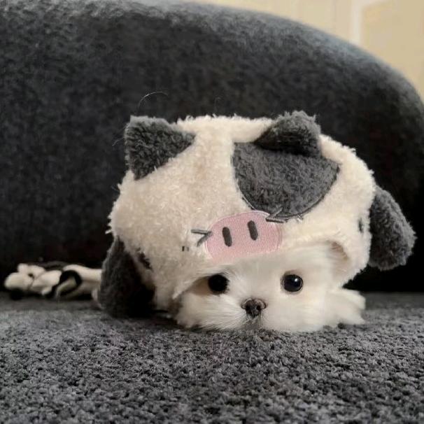 小小妮