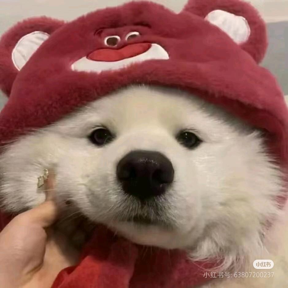 爱吃番茄炒鸡蛋🍅