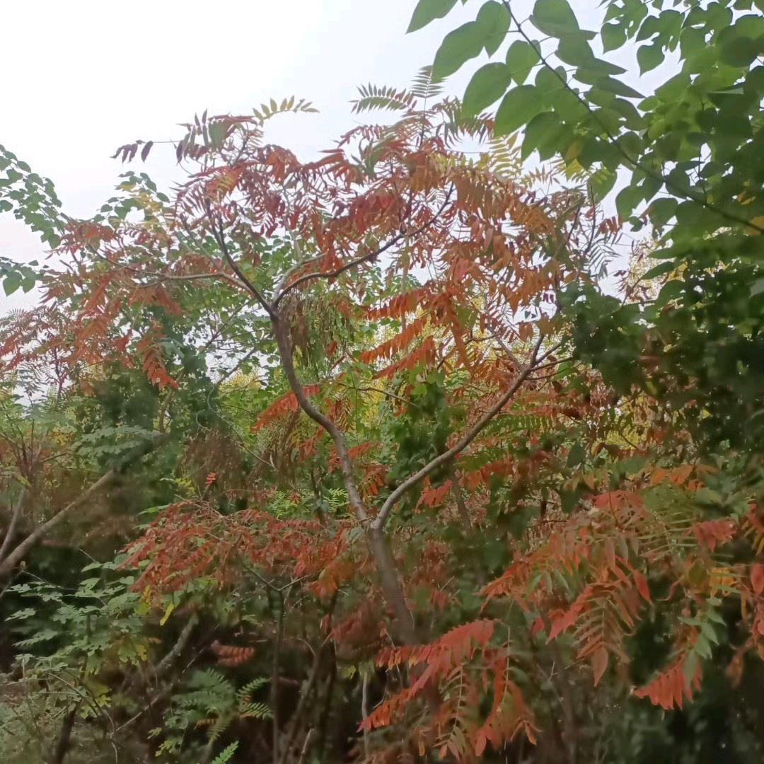 刘姐盘短拉煤，