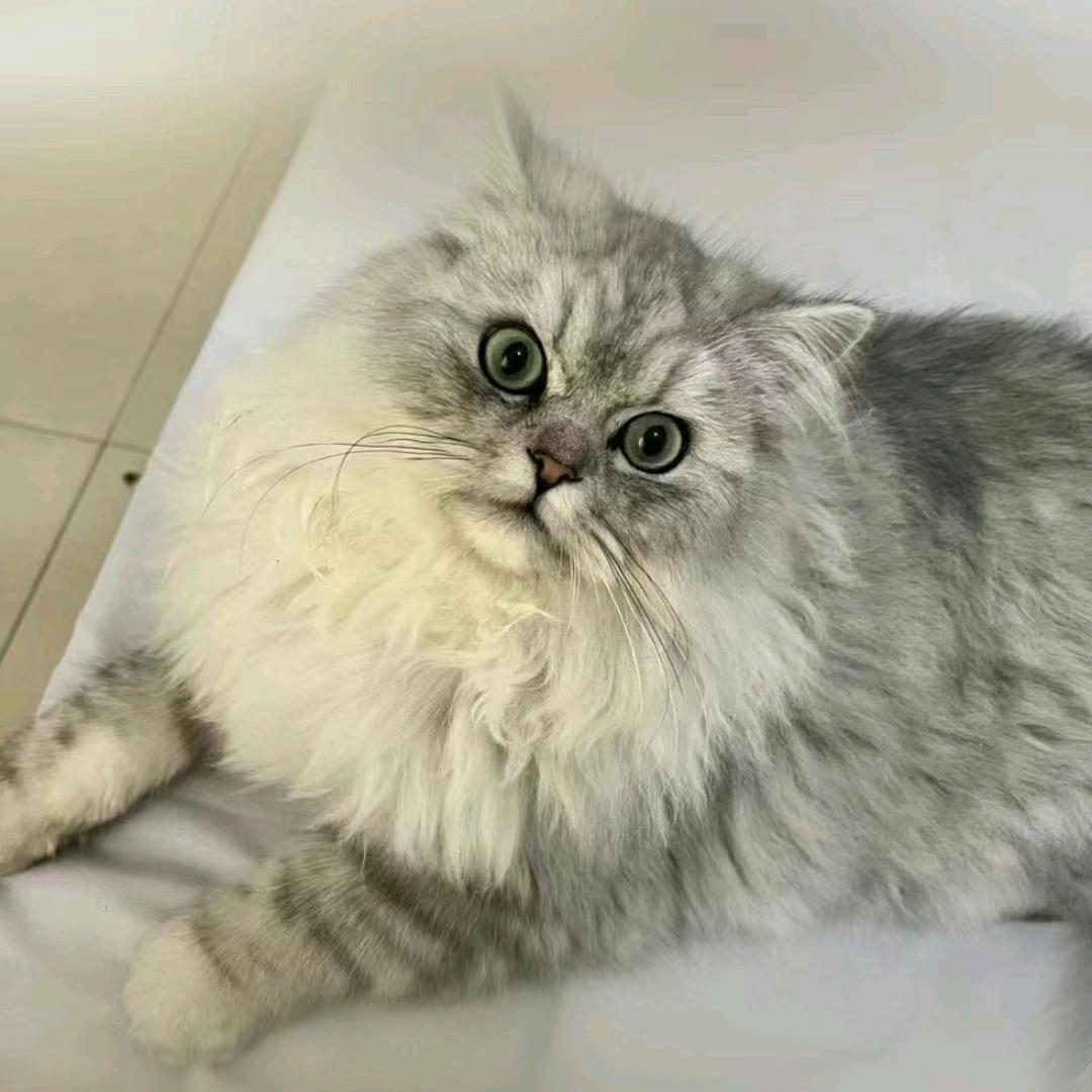 小毕是只喵