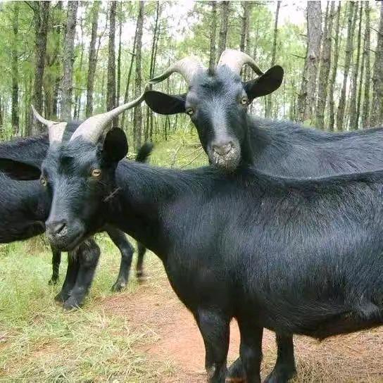 黑山羊纯正宗土黄牛山区纯放养