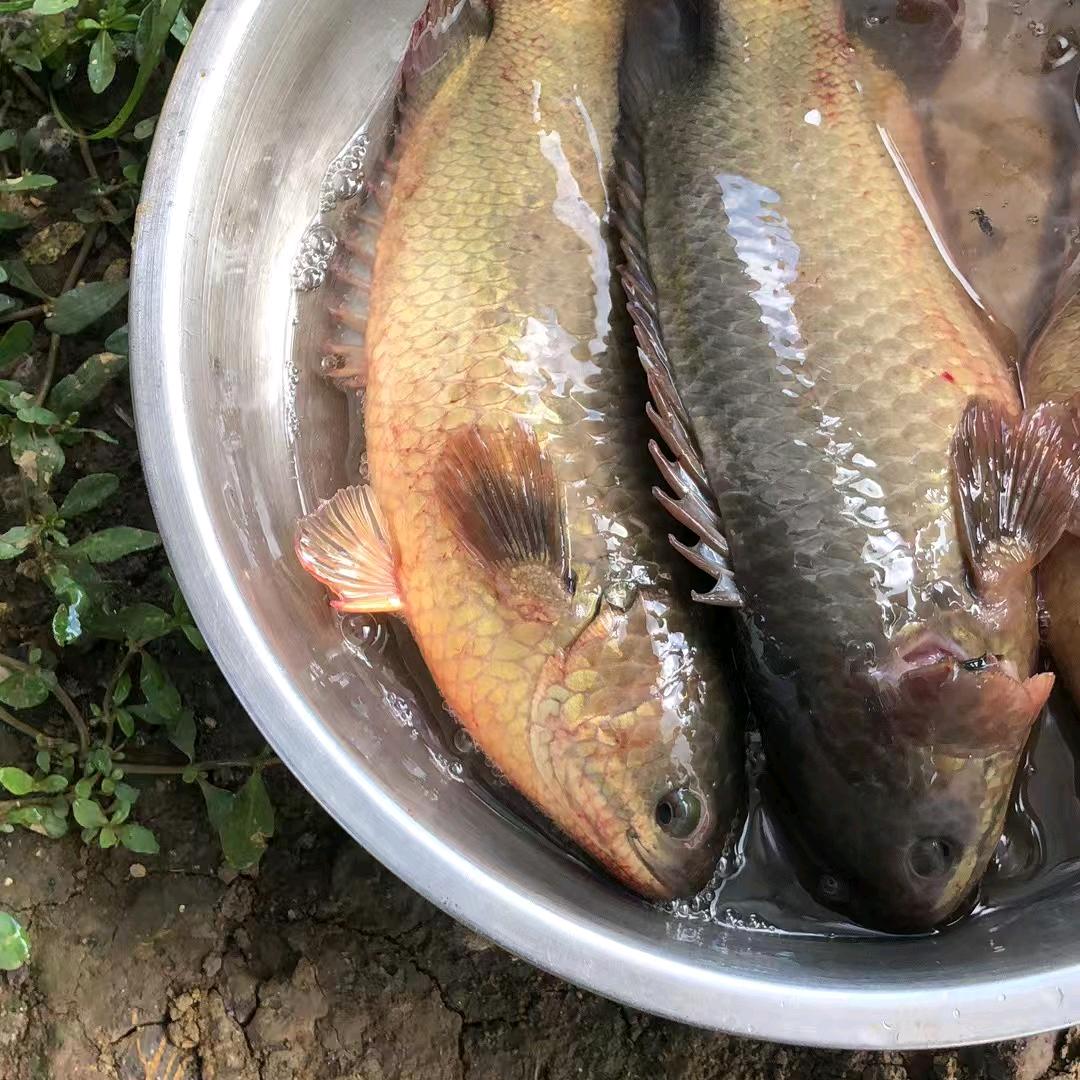攀鲈鱼购销部