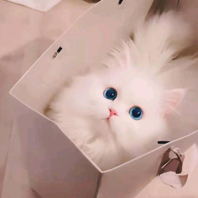 旺仔（瑶大王）