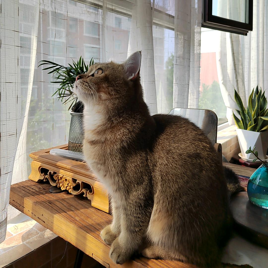 很瘦的鲸鱼