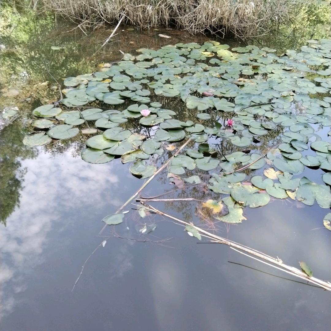 海水